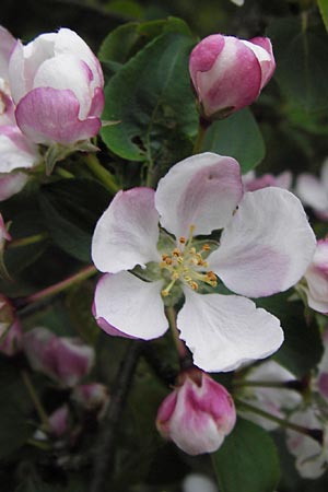 Malus sylvestris / Crab Apple, D Pfalz, Speyer 3.5.2013