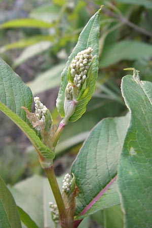 Koenigia polystachya \ Himalaya-Knterich / Himalayan Knotweed, D Sinsheim 2.10.2013