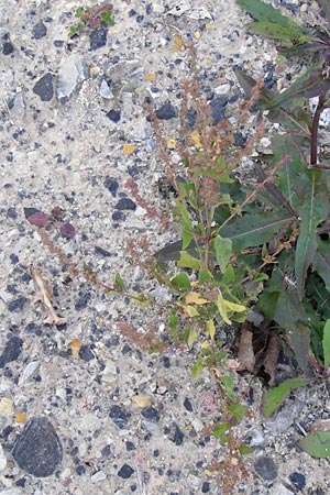 Atriplex prostrata \ Spie-Melde, Spieblttrige Melde / Spear-Leaved Orache, D Heringen 3.10.2013