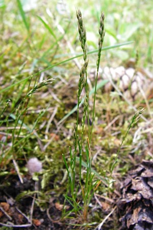 Aira praecox / Small Hair-Grass, Early Hair-Grass, D Mannheim 26.5.2014