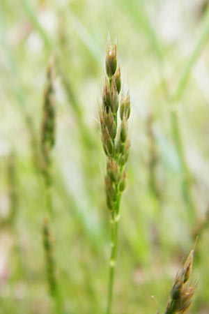 Aira praecox / Small Hair-Grass, Early Hair-Grass, D Mannheim 26.5.2014