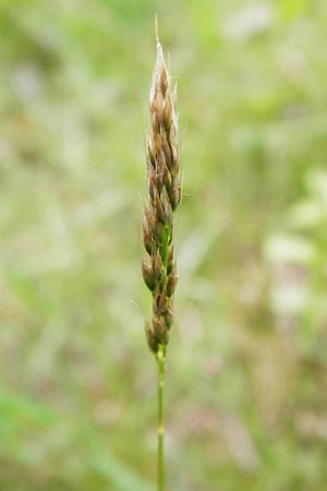 Aira praecox \ Frhe Haferschmiele / Small Hair-Grass, Early Hair-Grass, D Mannheim 26.5.2014