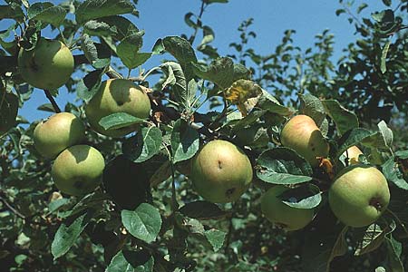 Malus domestica \ Kultur-Apfel / Apple, D Pforzheim 7.9.1991