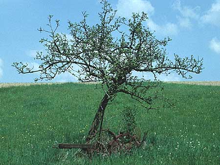 Malus domestica \ Kultur-Apfel, D Odenwald, Rimbach 29.4.1994