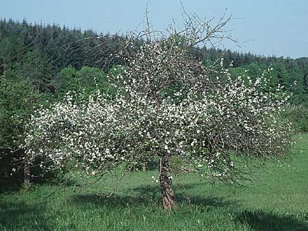 Malus domestica \ Kultur-Apfel, D Pforzheim 10.5.1998