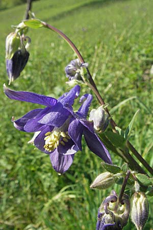 Aquilegia vulgaris \ Gemeine Akelei, D Bruchsal 11.5.2006