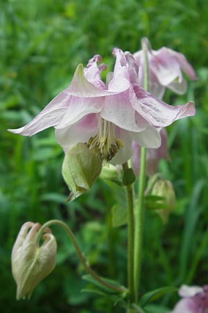 Aquilegia vulgaris \ Gemeine Akelei / Columbine, D Franken/Franconia Leutenbach 17.5.2012