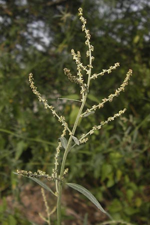 Atriplex patula \ Spreizende Melde, Gewhnliche Melde / Spreading Orache, Common Orache, D Viernheim 21.8.2012