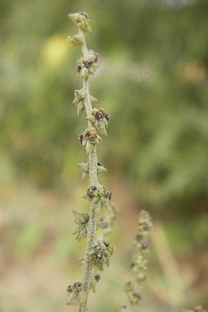 Atriplex patula \ Spreizende Melde, Gewhnliche Melde / Spreading Orache, Common Orache, D Viernheim 21.8.2012