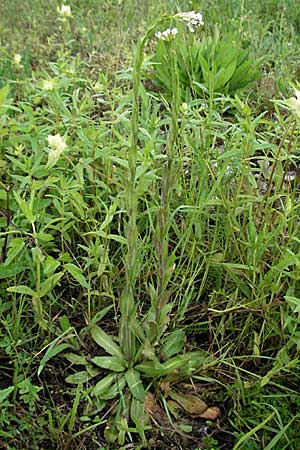 Arabis hirsuta \ Rauhaarige Gnsekresse / Hairy Rock-Cress, D Kehl 13.5.2006