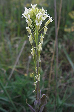 Arabis sagittata \ Pfeilblatt-Gnsekresse / Arrow-Leaved Rock-Cress, D Bensheim 15.5.2006