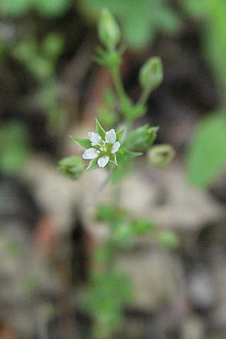 Arenaria leptoclados \ Dnnstngeliges Sandkraut / Lesser Thyme-Leaved Sandwort, D Weinheim an der Bergstraße 20.5.2006