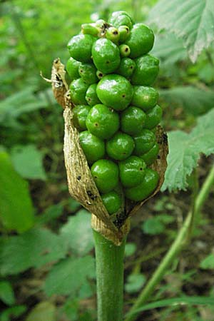 Arum maculatum \ Aronstab / Cuckoo Pint, D Odenwald, Eiterbach 24.6.2006