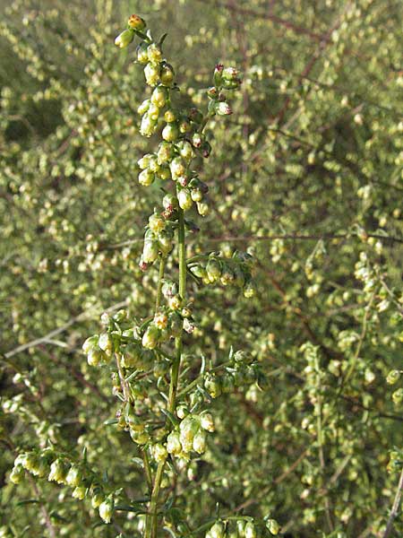 Artemisia campestris \ Feld-Beifu / Field Wormwood, D Schwetzingen 4.9.2006