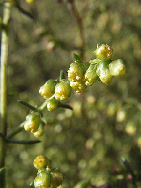 Artemisia campestris \ Feld-Beifu / Field Wormwood, D Schwetzingen 4.9.2006