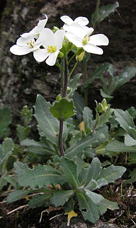 Arabis alpina subsp. caucasica \ Kaukasische Gnsekresse / Wall Rock-Cress, D Botan. Gar.  Universit.  Heidelberg 17.3.2007