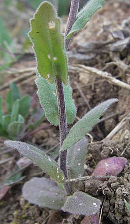 Arabis auriculata \ Gehrte Gnsekresse / Annual Rock-Cress, D Neuleiningen 12.4.2007