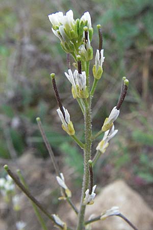 Arabis auriculata / Annual Rock-Cress, D Neuleiningen 12.4.2007