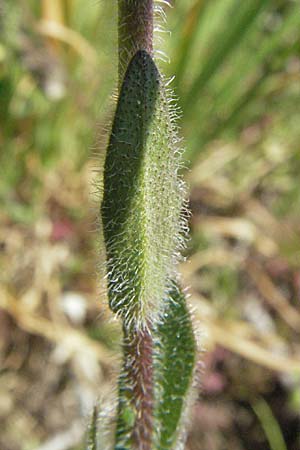 Arabis hirsuta \ Rauhaarige Gnsekresse / Hairy Rock-Cress, D Karlstadt 14.4.2007