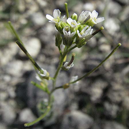 Arabis auriculata \ Gehrte Gnsekresse, D Neuleiningen 17.4.2007