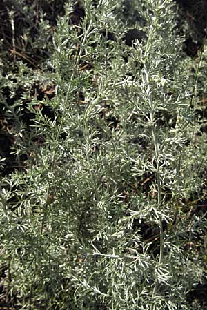 Artemisia repens \ Kriechende Beifu / Creeping Wormwood, D Sandhausen 20.8.2007