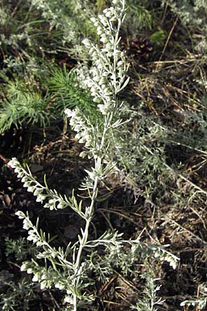 Artemisia repens \ Kriechende Beifu, D Sandhausen 20.8.2007