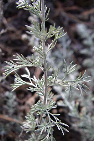 Artemisia repens \ Kriechende Beifu, D Sandhausen 4.10.2007