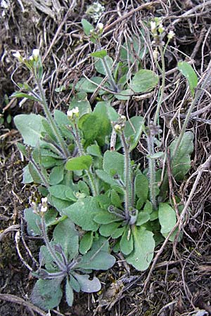 Arabidopsis thaliana \ Acker-Schmalwand, D Rheinhessen, Wonsheim 30.3.2008