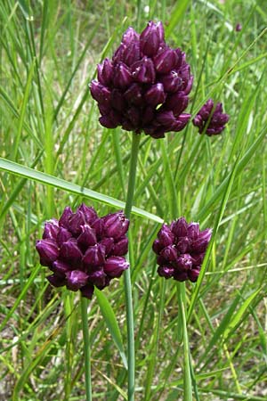 Allium rotundum \ Kugeliger Lauch / Sand Leek, D Siefersheim 14.6.2008