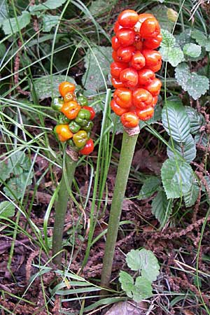 Arum maculatum \ Aronstab, D Karlsruhe 19.7.2008