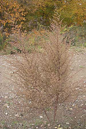 Artemisia scoparia \ Besen-Beifu, D Viernheim 1.11.2008