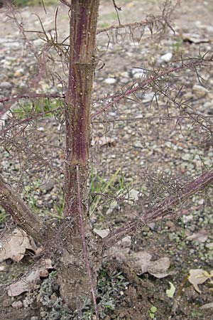 Artemisia scoparia \ Besen-Beifu / Redstem Wormwood, Virgate Sagebrush, D Viernheim 1.11.2008