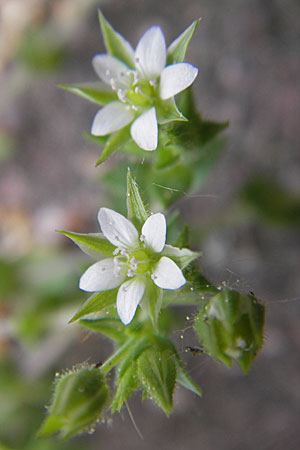 Arenaria serpyllifolia / Thyme-Leaved Sandwort, D Mannheim 26.4.2009