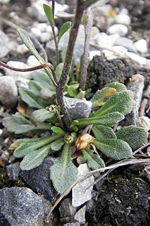 Kernera saxatilis \ Felsen-Kugelschtchen / Kernera, D Pfronten 22.5.2009