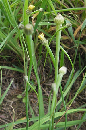 Arnoseris minima \ Lmmersalat / Lamb Succory, Dwarf Nipplewort, D Darmstadt 17.7.2009