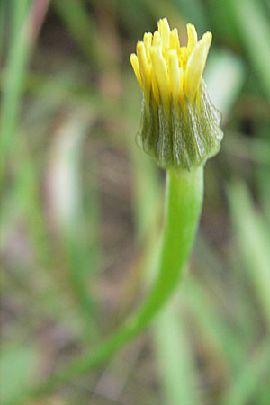 Arnoseris minima \ Lmmersalat / Lamb Succory, Dwarf Nipplewort, D Darmstadt 17.7.2009