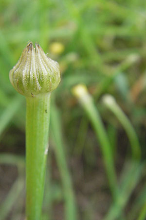 Arnoseris minima \ Lmmersalat / Lamb Succory, Dwarf Nipplewort, D Darmstadt 17.7.2009