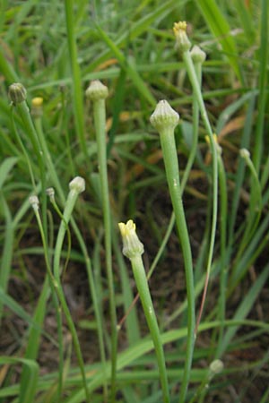 Arnoseris minima \ Lmmersalat / Lamb Succory, Dwarf Nipplewort, D Darmstadt 17.7.2009