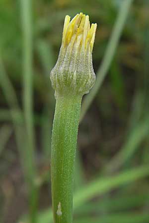 Arnoseris minima \ Lmmersalat / Lamb Succory, Dwarf Nipplewort, D Darmstadt 17.7.2009