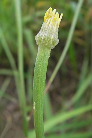 Arnoseris minima \ Lmmersalat, D Darmstadt 17.7.2009