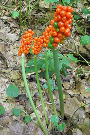 Arum maculatum \ Aronstab, D Weinheim an der Bergstraße 26.7.2009