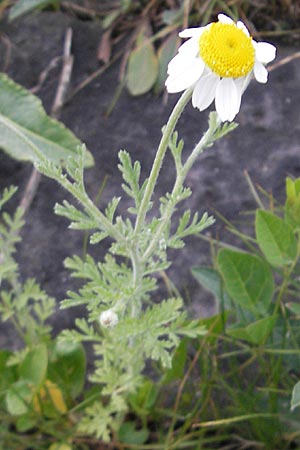 Anthemis ruthenica \ Ukrainische Hundskamille / Russian Chamomile, D Mannheim 10.5.2010