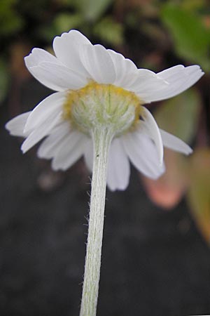 Anthemis ruthenica \ Ukrainische Hundskamille / Russian Chamomile, D Mannheim 10.5.2010