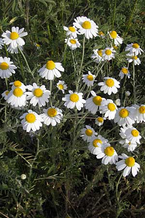 Anthemis ruthenica \ Ukrainische Hundskamille, D Mannheim 5.5.2011