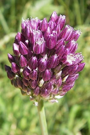 Allium rotundum \ Kugeliger Lauch / Sand Leek, D Weinheim an der Bergstraße 29.5.2011