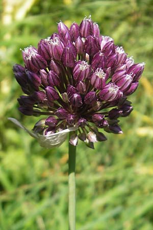 Allium rotundum \ Kugeliger Lauch / Sand Leek, D Weinheim an der Bergstraße 4.6.2011