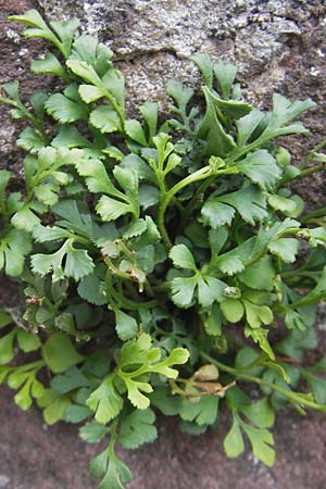 Asplenium ruta-muraria \ Gewhnliche Mauerraute / Wall-Rue, D Neckarsteinach 26.7.2011