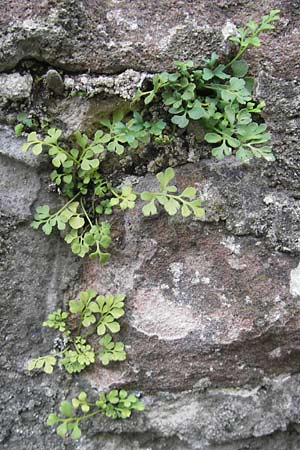 Asplenium ruta-muraria / Wall-Rue, D Neckarsteinach 26.7.2011