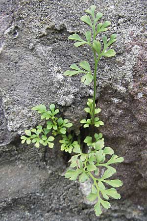 Asplenium ruta-muraria \ Gewhnliche Mauerraute / Wall-Rue, D Neckarsteinach 26.7.2011