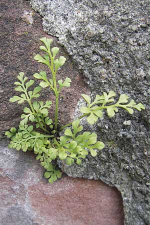 Asplenium ruta-muraria / Wall-Rue, D Neckarsteinach 26.7.2011